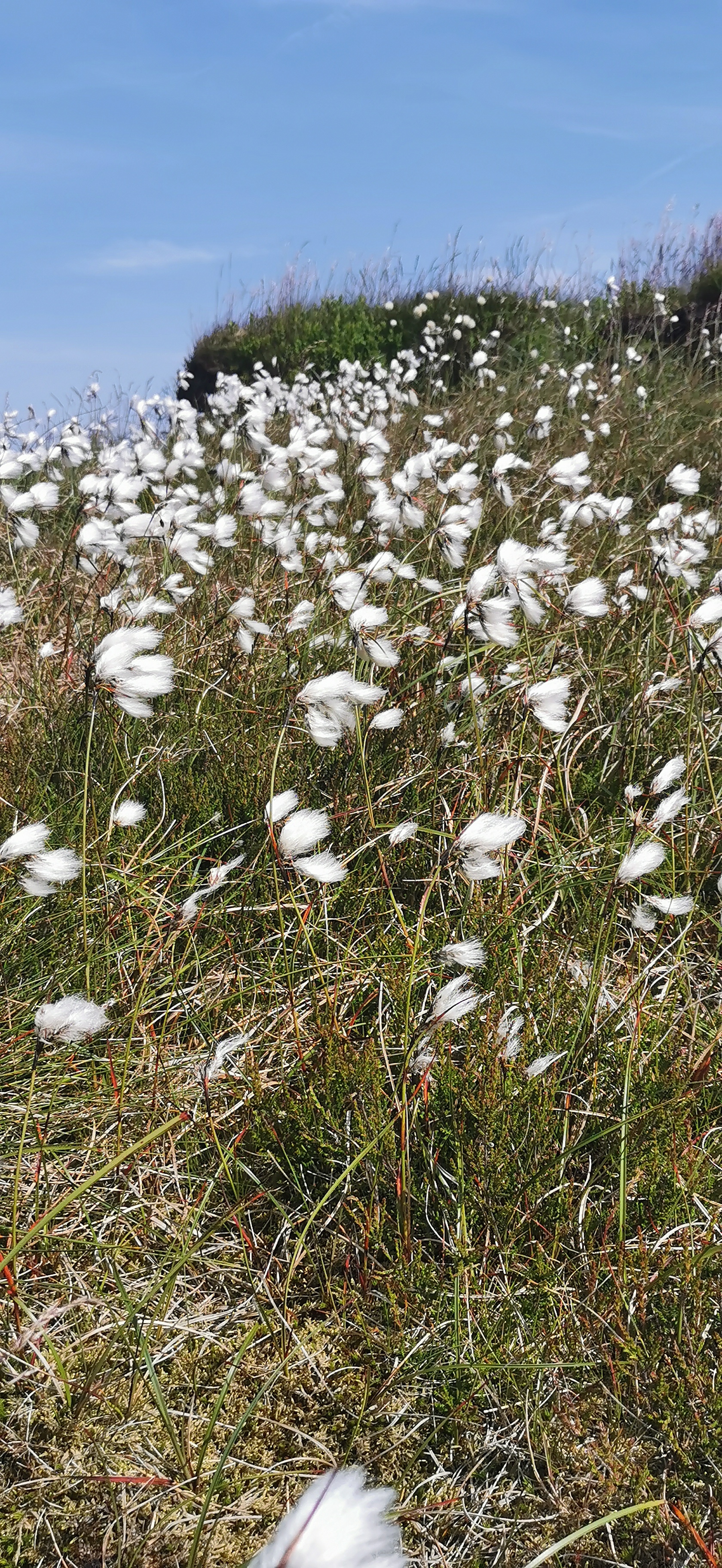Photo taken between Higher Shelf Stones and Glossop Circular