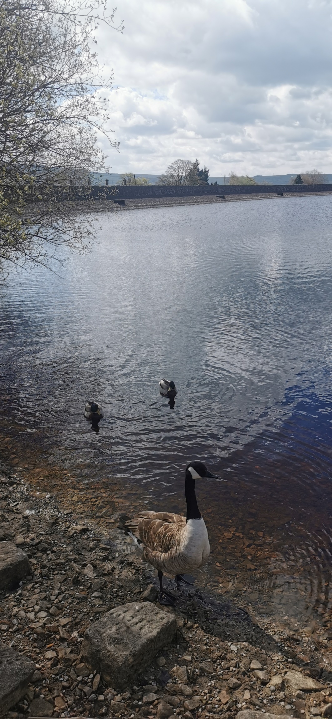 Photo taken between Glossop Circular and Arnfield Reservoir Photo taken between Glossop Circular and Arnfield Reservoir