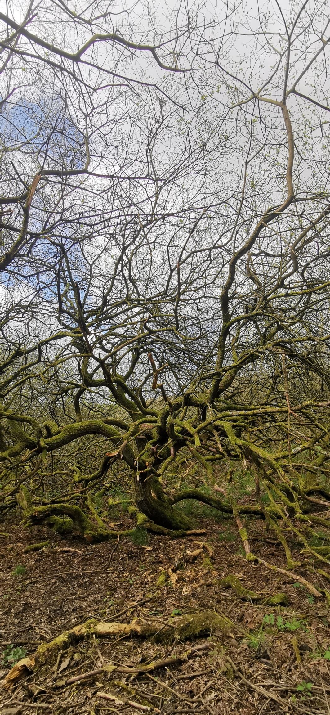 Photo taken between Arnfield Stream Bridge and Swallow Photo taken between Arnfield Stream Bridge and Swallow