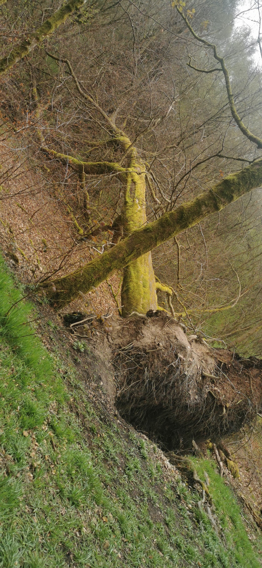 Photo taken between Swallow Photo taken between Swallow